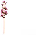 Een LEGO tak met bruine stam en roze kersenbloesem bloemen.