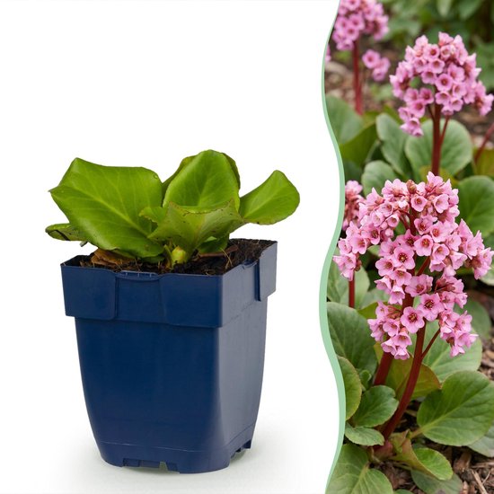 Een jonge bergenia cordifolia plant met grote groene bladeren in een donkerblauwe pot. Naast de pot bloeien roze bloemen.