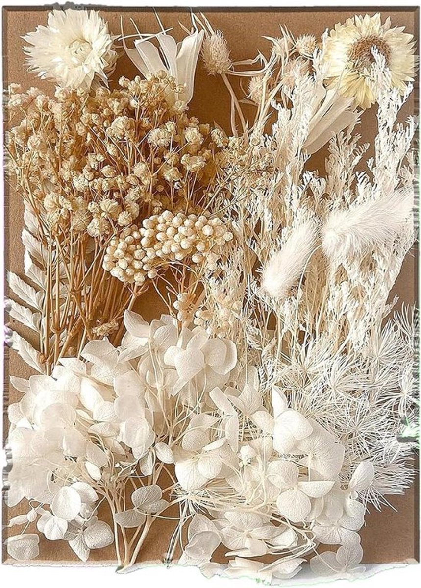 Gedroogde bloemen Inovra Plus voor creatieve projecten