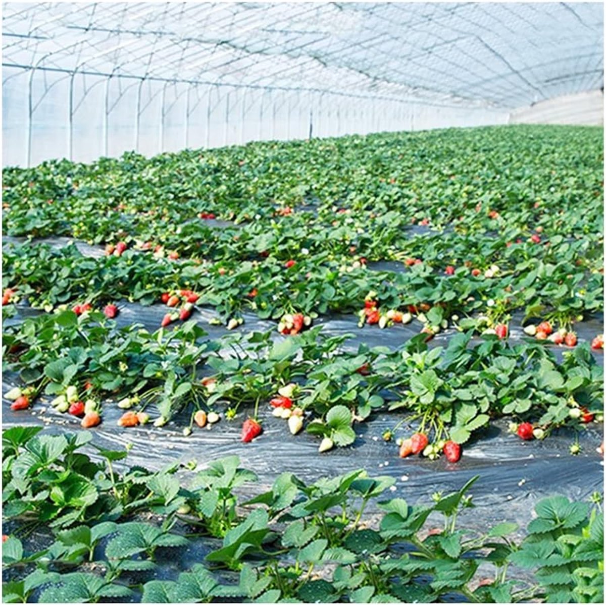 Tuin Mulch Film - Bodem Bedekking - Planten Beschermen - Voorkomt Onkruid - 1 x 240m - Zwart