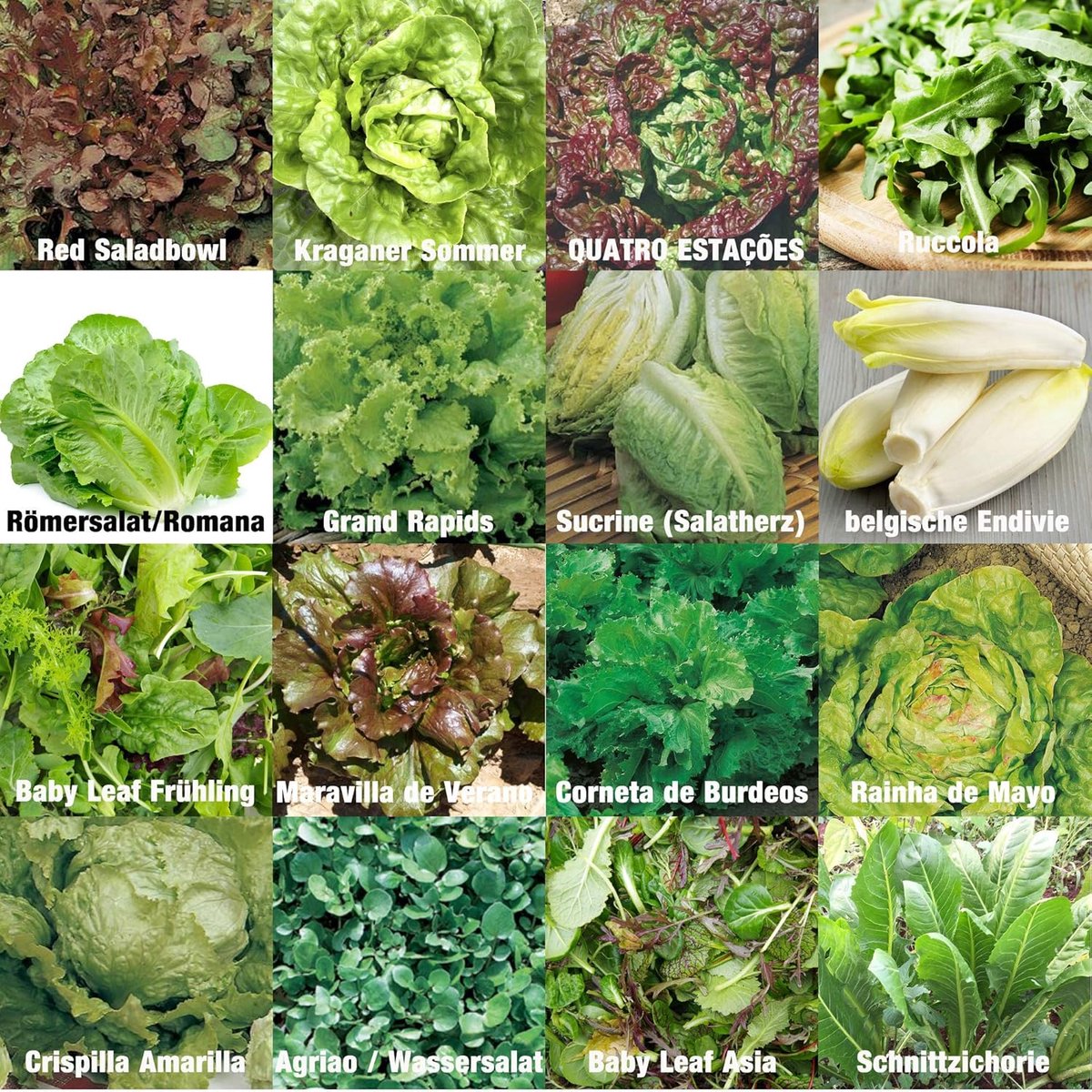 SnelShoppen - Assorted Lettuce Seeds Mix - 1600 Zaden - 16 Zeldzame Soorten - 100% Natuurlijke Handgeplukte Zaden uit Portugal voor Tuin, Balkon en Ka