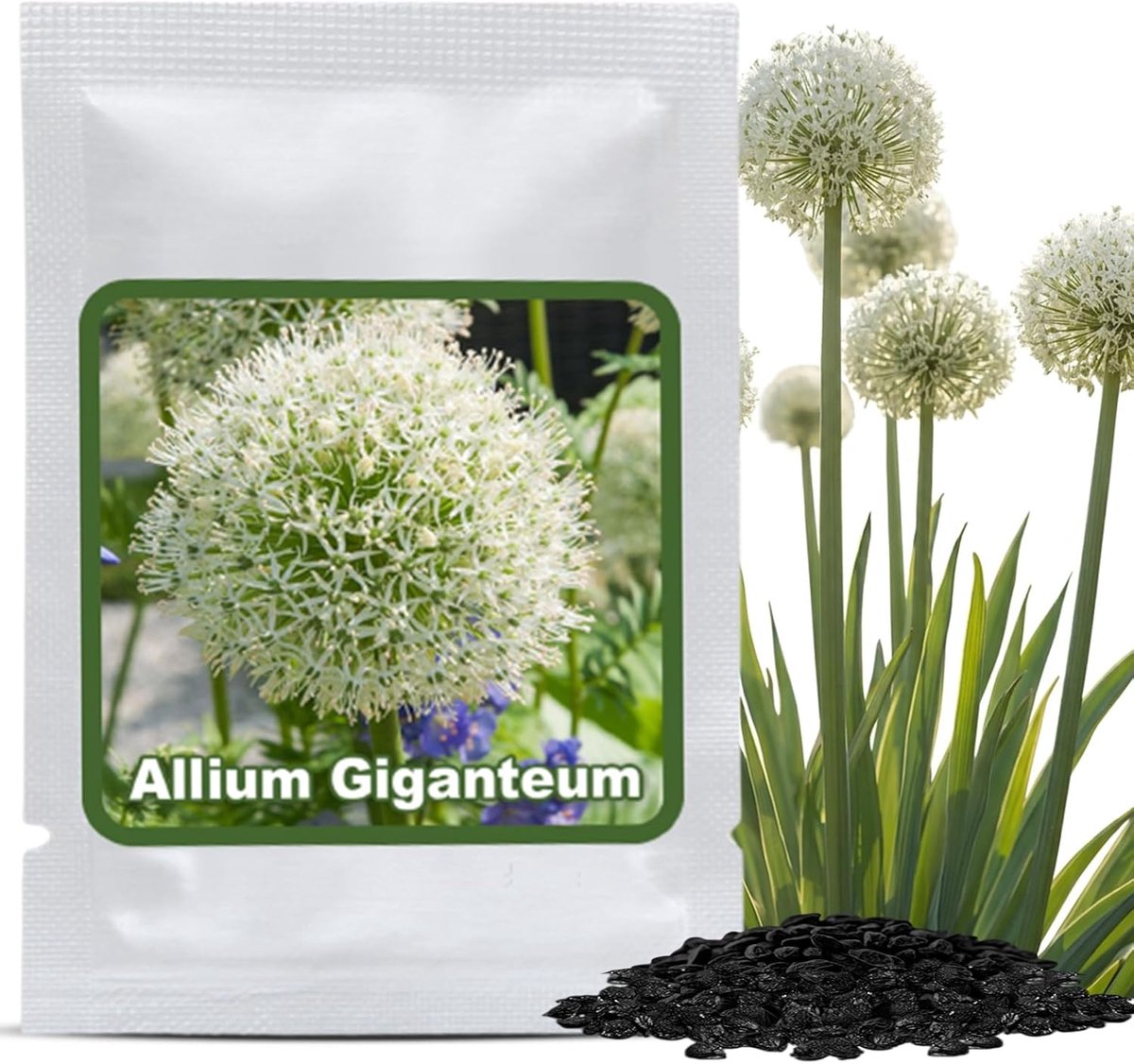 SnelShoppen - Giant Allium Zaden (30 Stuks) - Allium giganteum Wit | Bijvriendelijke XL Bloembollen - Sterke Tuin- en Potplanten