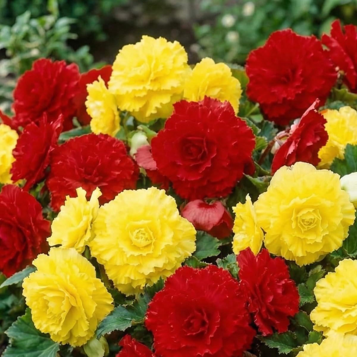 SnelShoppen - Geel & Rood Begonia's Hangend Cascade Collectie - Mix van 5 Echte Grote Begoniaknollen voor Potten en Balkons - Vaste Plant, Niet Winter