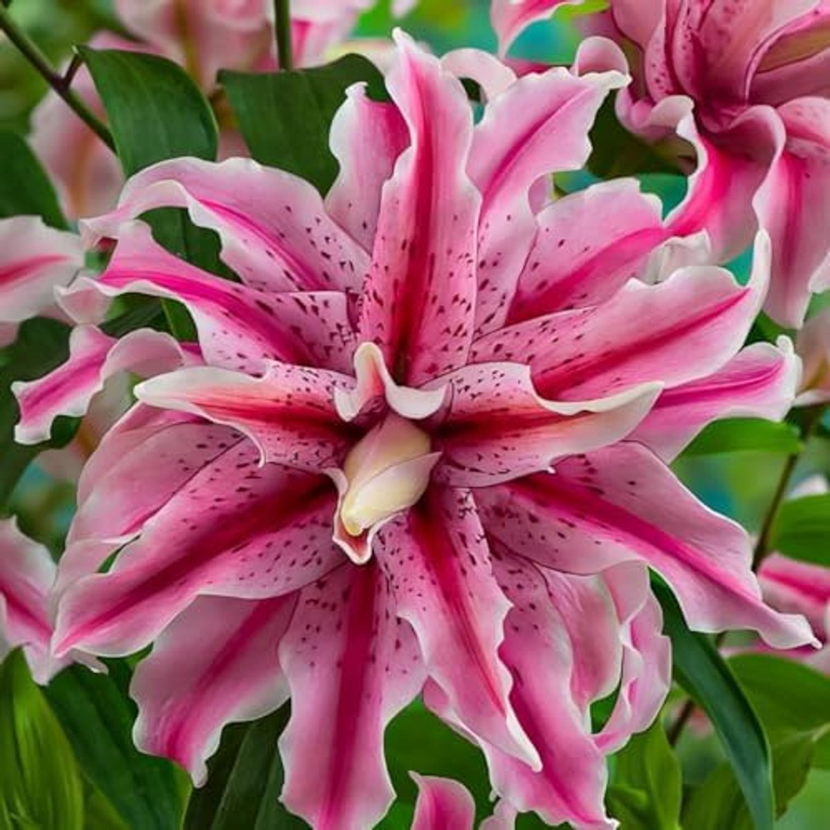 SnelShoppen - 5x Lilien Magic Star Bloembollen - Exclusief, Meerjarig, Winterhard, Ø 12-16cm - Perfect voor Tuin en Potten