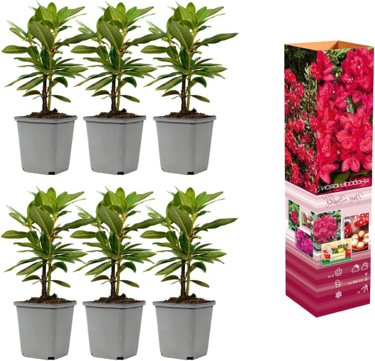 Rhododendron mix - Bloemstruiken - Tuin Decoratie - Winterhard Groenblijvend - 3 stuks - Rood