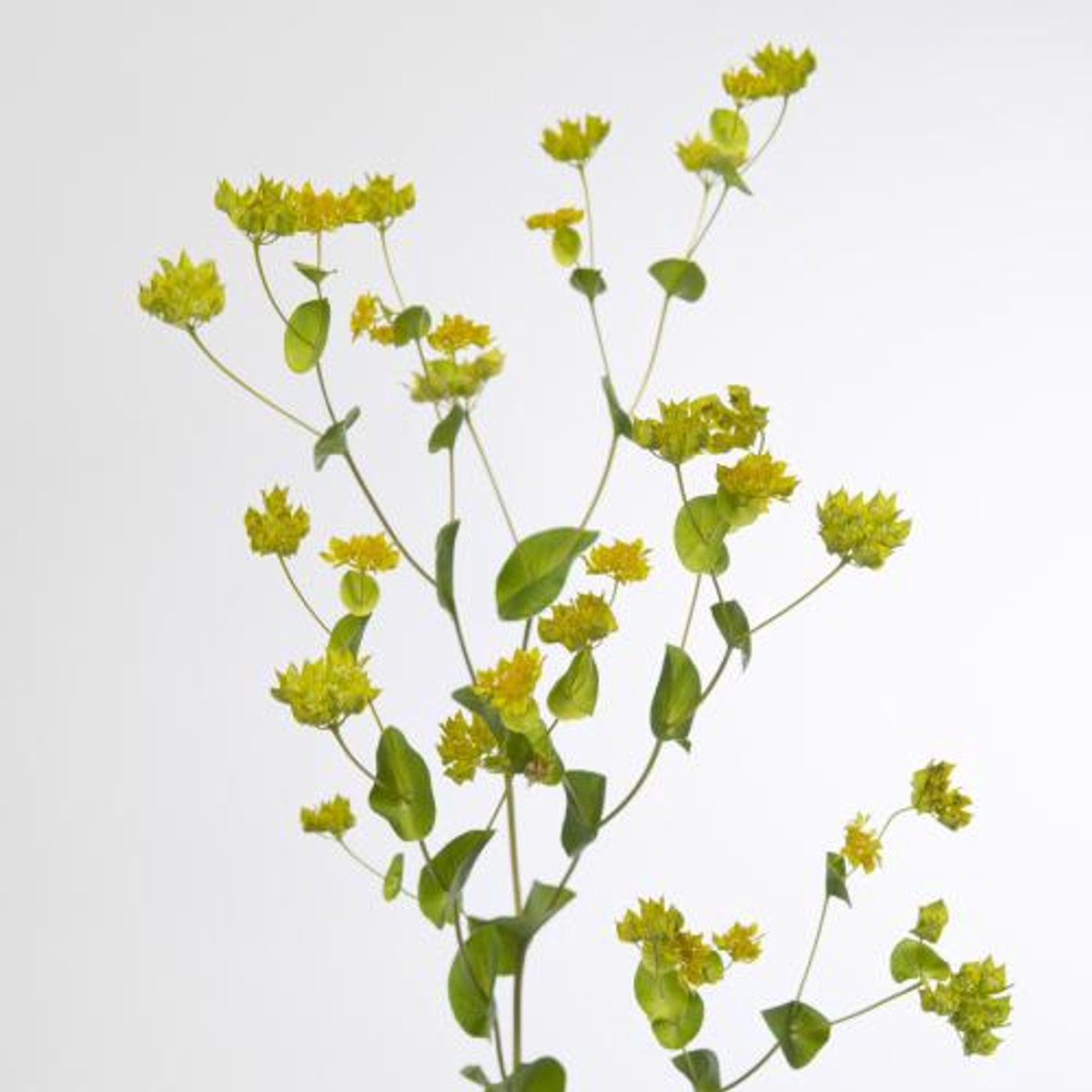 50x Bupleurum griffithii 50cm