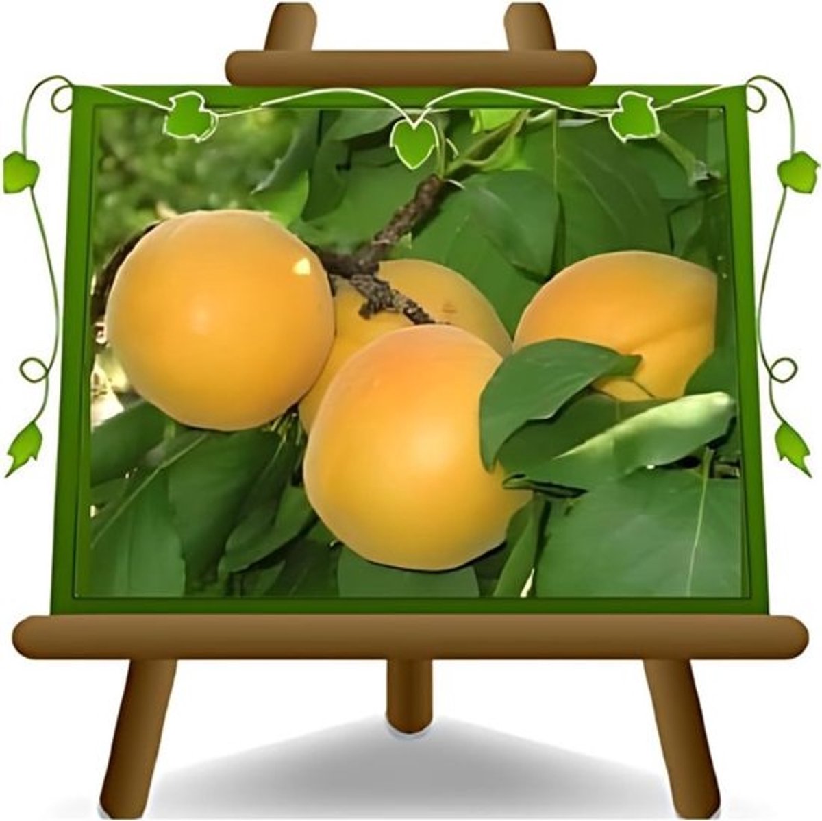 Abrikoos fruitplant - Fruitboom Abrikozenboom - Fruit kweken - Zelfvruchtbaar - max. 170 cm - Niet gespecificeerd
