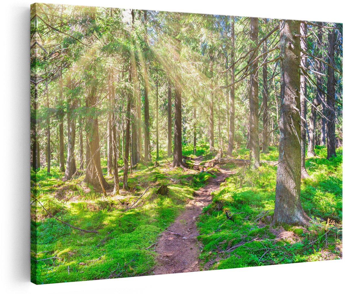 Artaza Canvas Schilderij Pad in Bos met Zon tussen de Bomen - 150x100 cm - Groot - Wanddecoratie Woonkamer - Schilderijen - Muurdecoratie