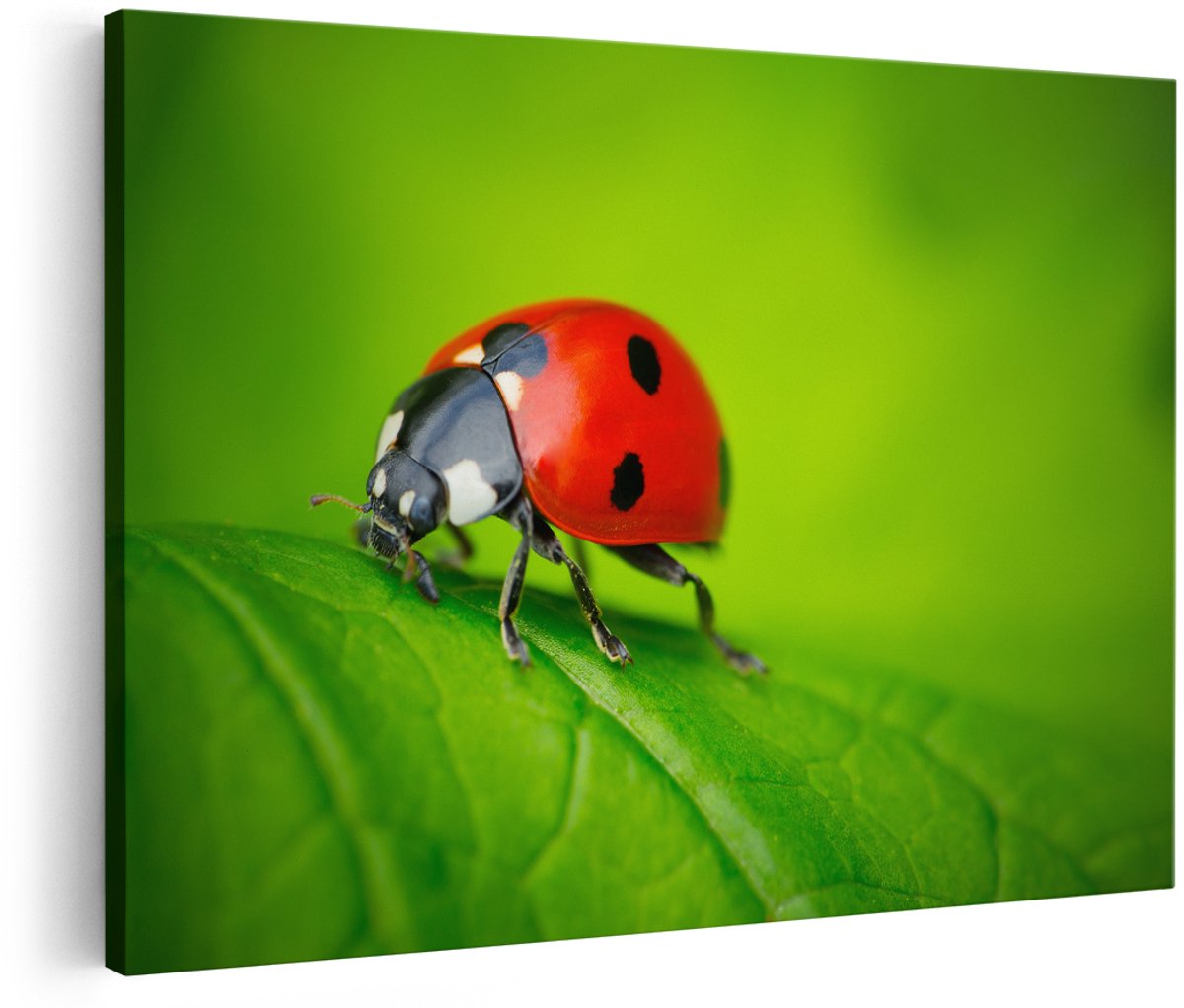 Artaza Canvas Schilderij Lieveheersbeestje op een Groen Blad - 150x100 cm - Groot - Foto Op Canvas - Wanddecoratie Woonkamer
