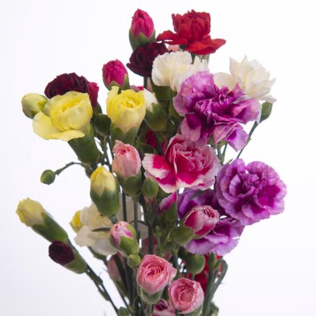 20x Dian.tr.rainbow 60cm