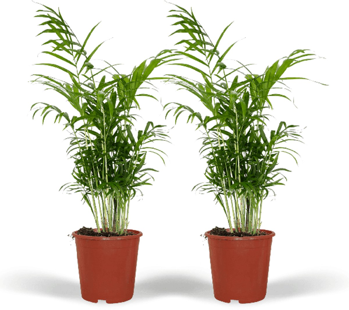 Chamaedorea Elegans (Mexicaanse Bergpalm) - 2 stuks - Ø17cm - 55cm