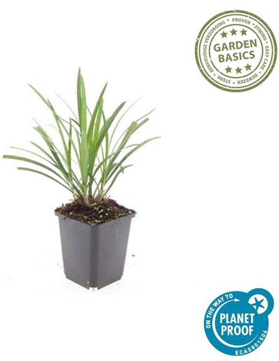 24x Liriope muscari 'Ingwersen' - 10-25cm - Ø9cm