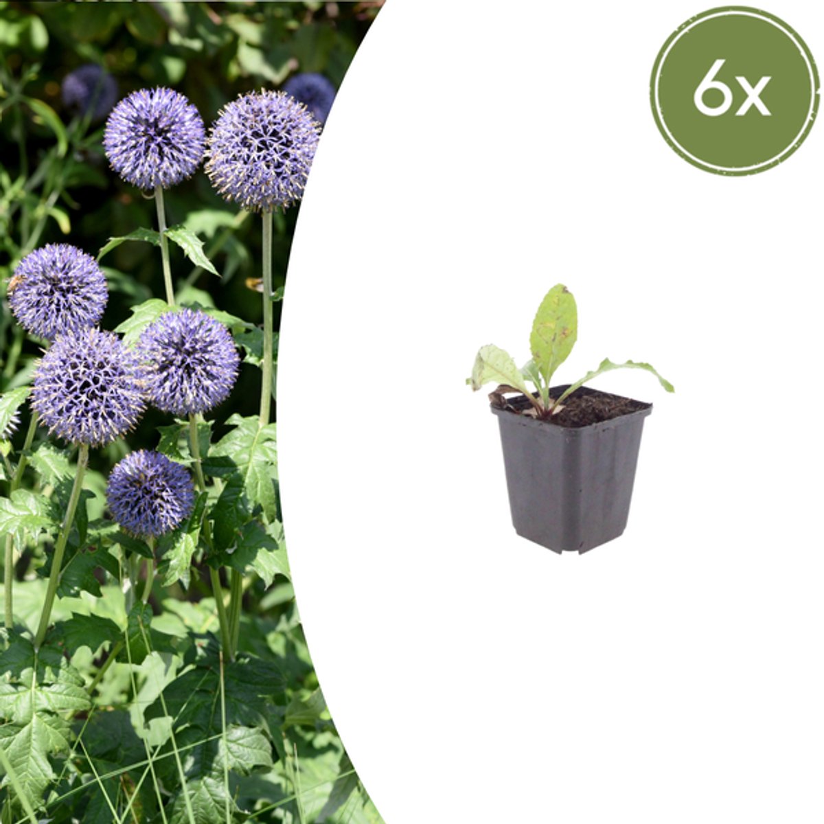 6x Echinops ritro - 10-25cm - Ø9cm