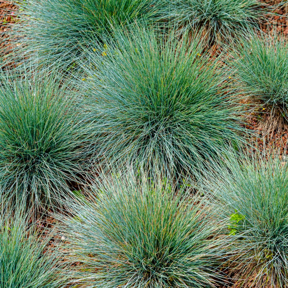 48x Festuca gautieri - 10-25cm - Ø9cm