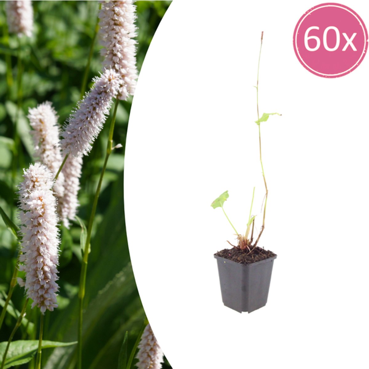 60x Persicaria bistorta 'Superba' - 10-25cm - Ø9cm