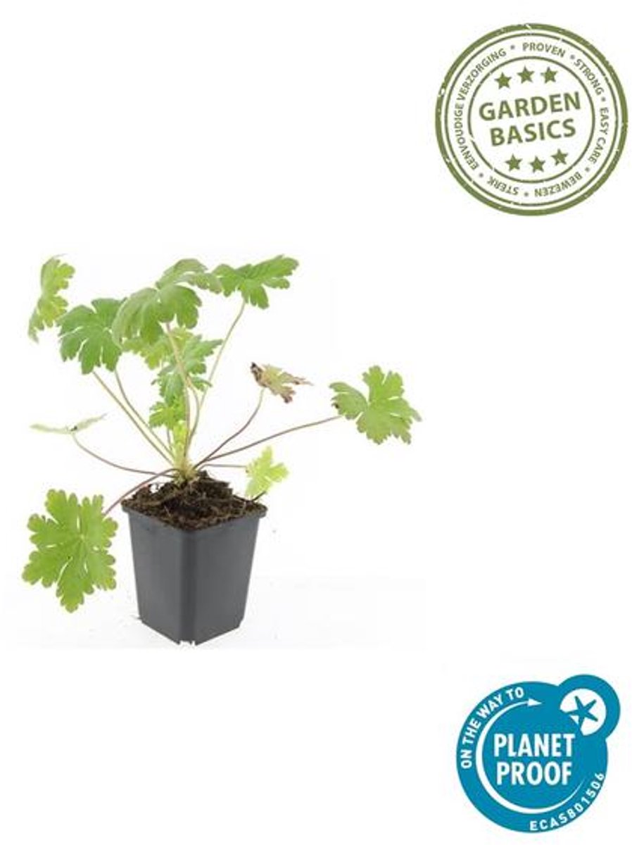 24x Geranium macr. 'Ingwersen's Var.' - 10-25cm - Ø9cm
