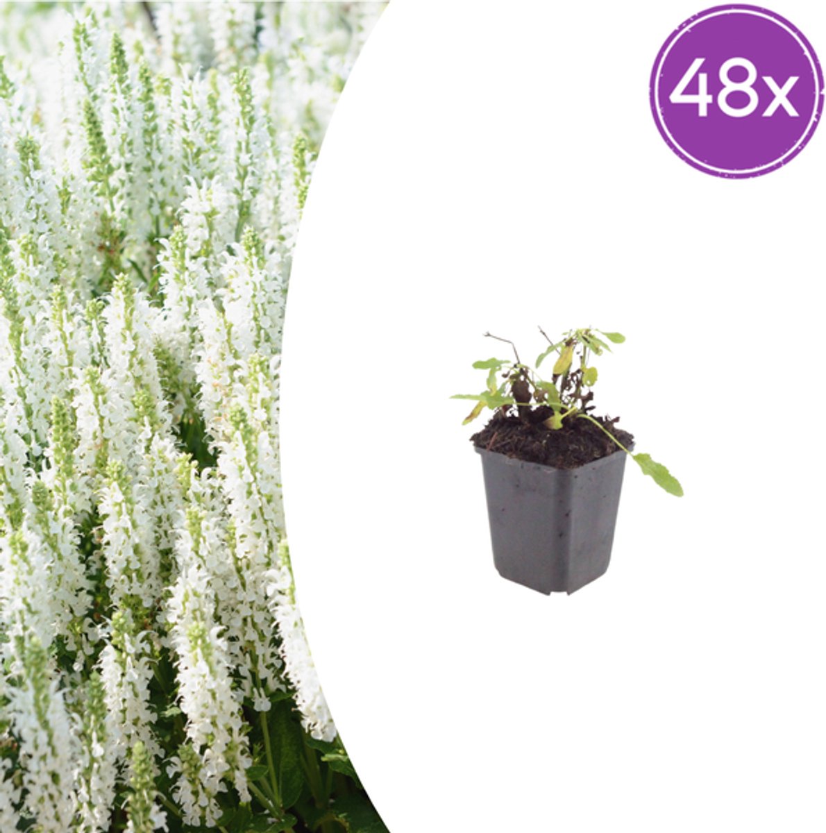 48x Salvia n. 'Schneehugel' - 10-25cm - Ø9cm