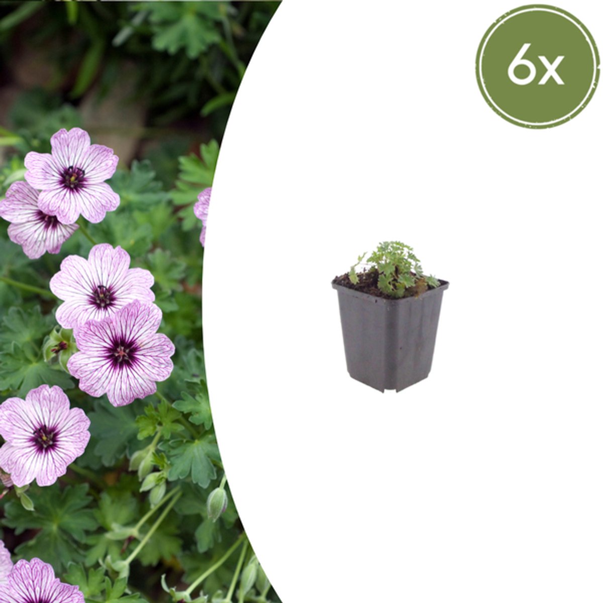 6x Geranium cin. 'Ballerina' - 10-25cm - Ø9cm