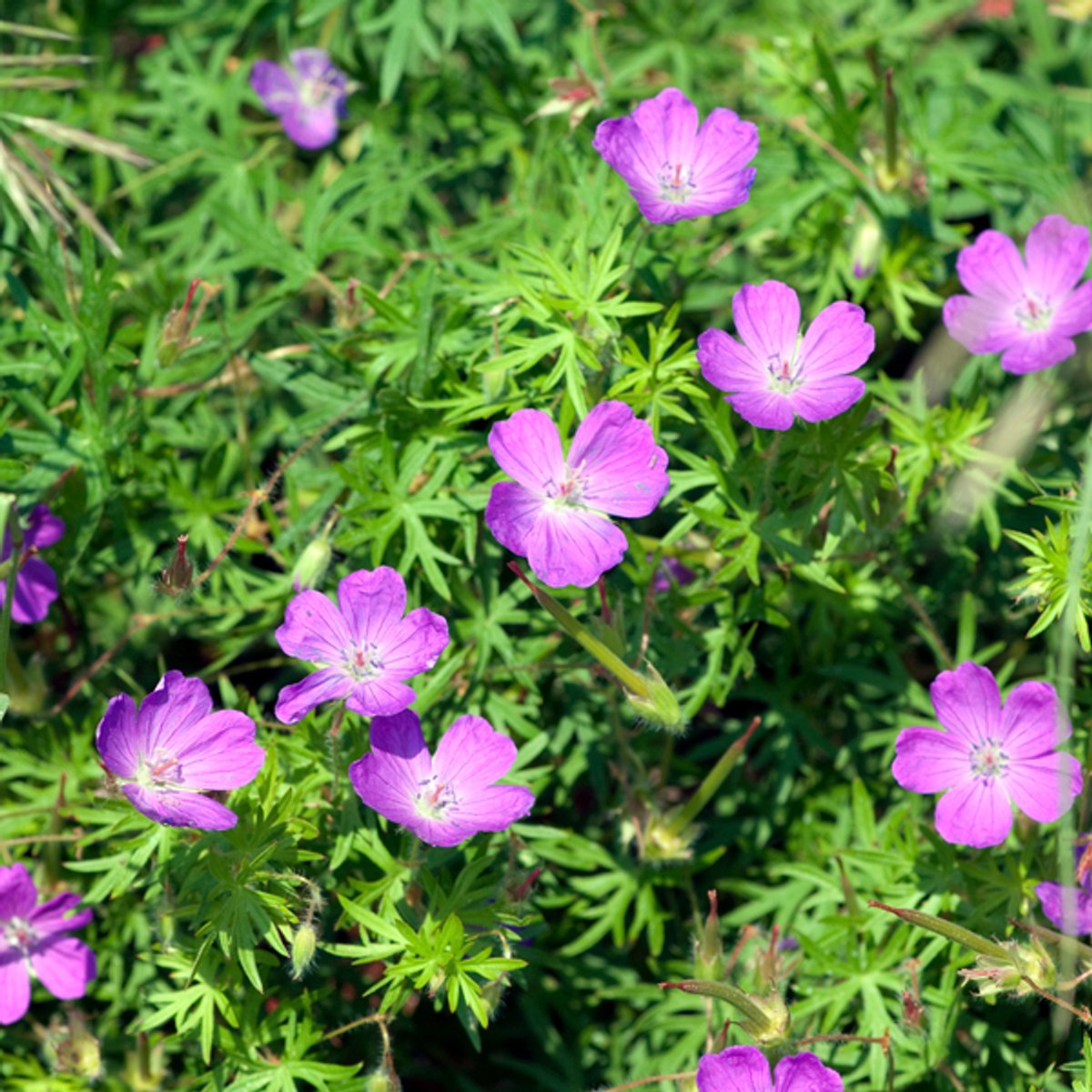 60x Geranium sanguineum - 10-25cm - Ø9cm