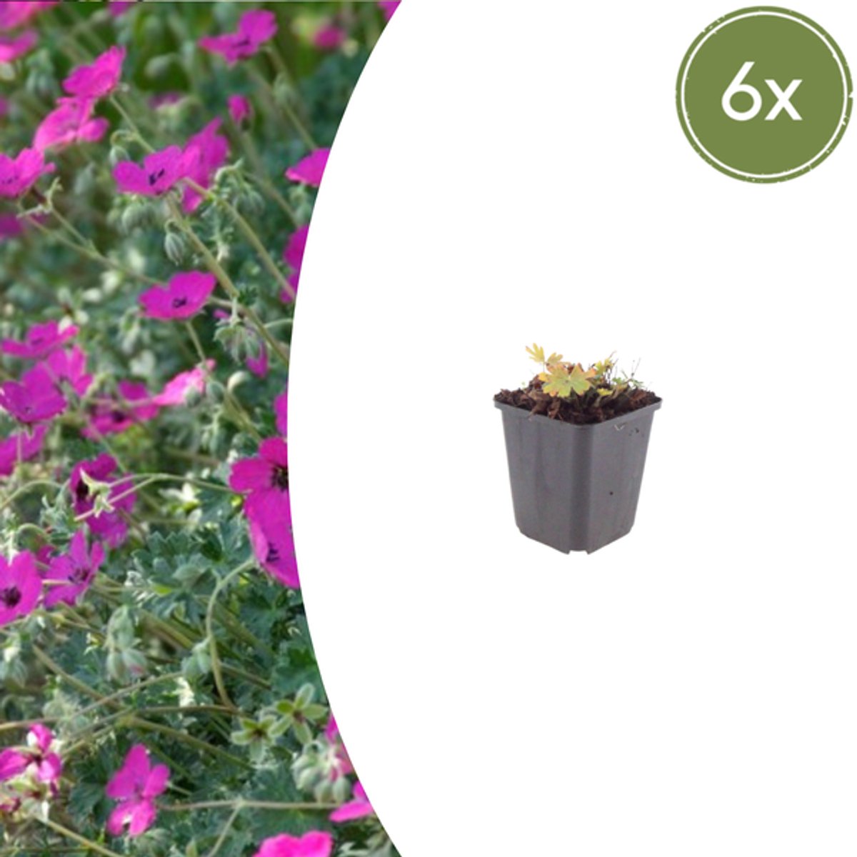 6x Geranium sang. 'Max Frei' - 10-25cm - Ø9cm