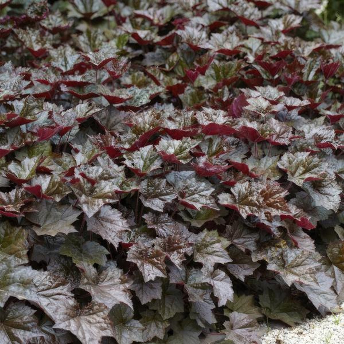 48x Heuchera mic. 'Palace Purple' - 10-25cm - Ø9cm