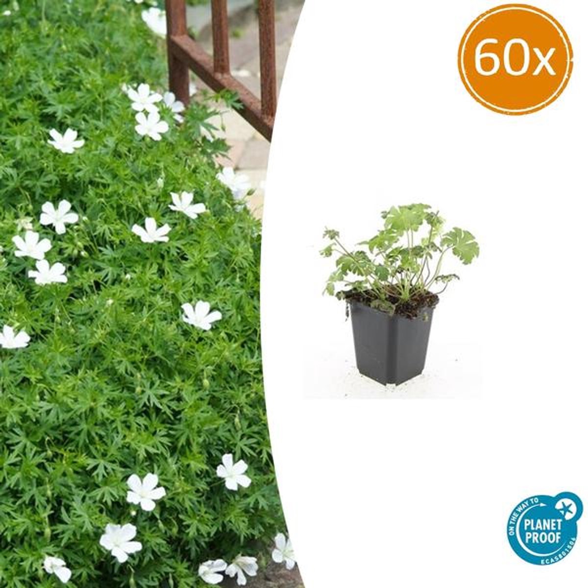 60x Geranium sang. 'Album' - 10-25cm - Ø9cm