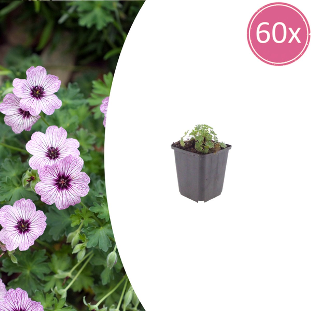 60x Geranium cin. 'Ballerina' - 10-25cm - Ø9cm
