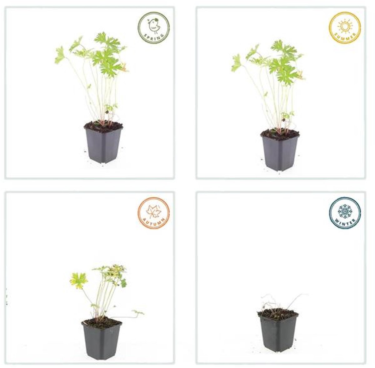 6x Geranium 'Johnson's Blue' - 10-25cm - Ø9cm