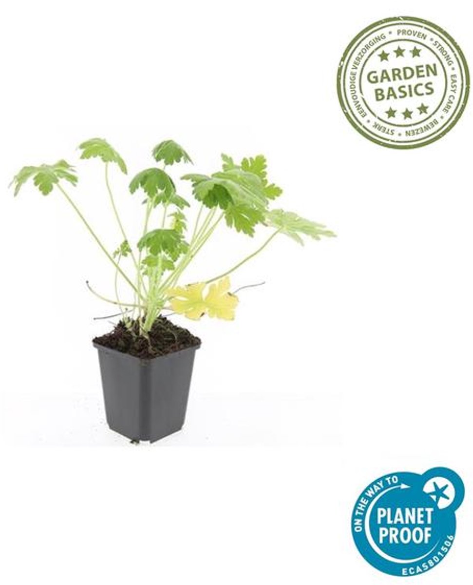 12x Geranium macr. 'Spessart' - 10-25cm - Ø9cm