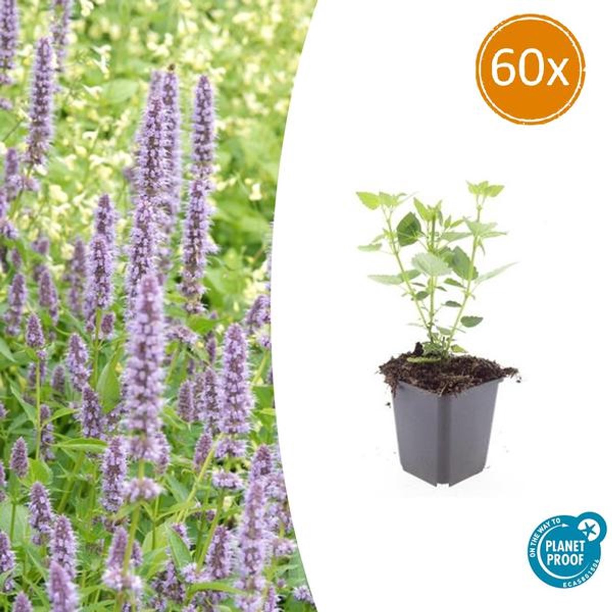 60x Agastache 'Blue Fortune' - 10-25cm - Ø9cm
