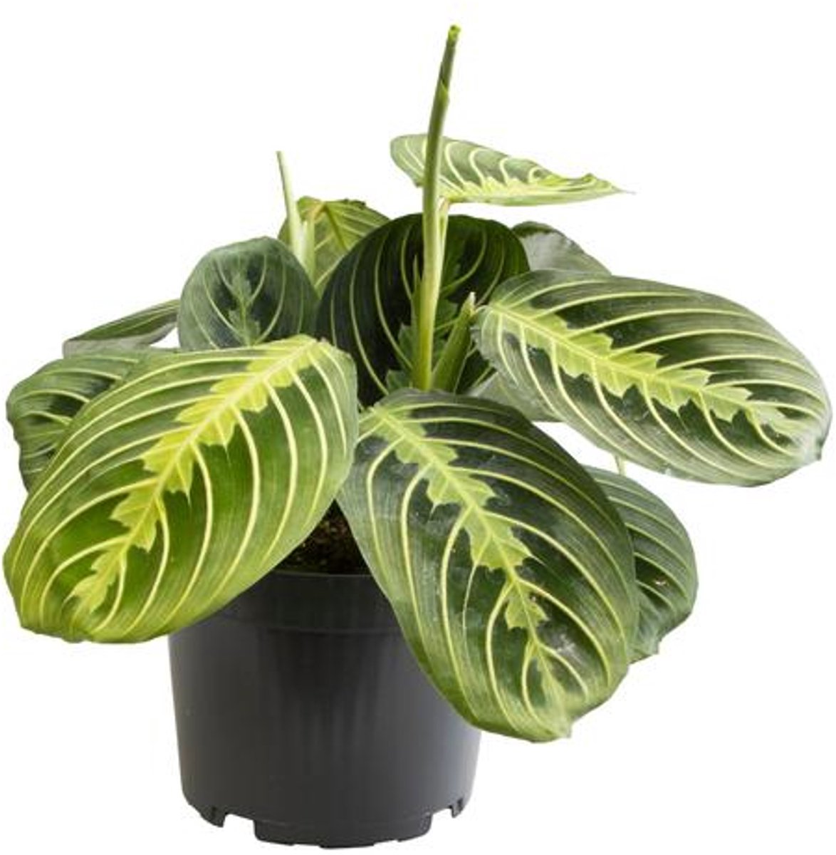 Maranta Lemon Lime - Ø12 30