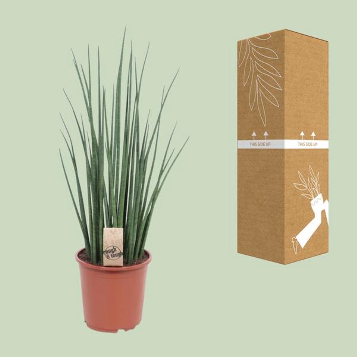 Sansevieria Mikado - Ø19cm - 70cm