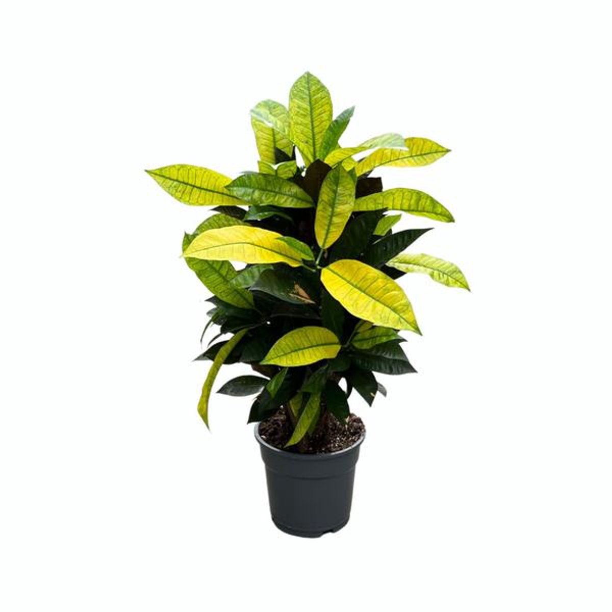 Croton Mrs. Iceton - Ø17cm - 65cm