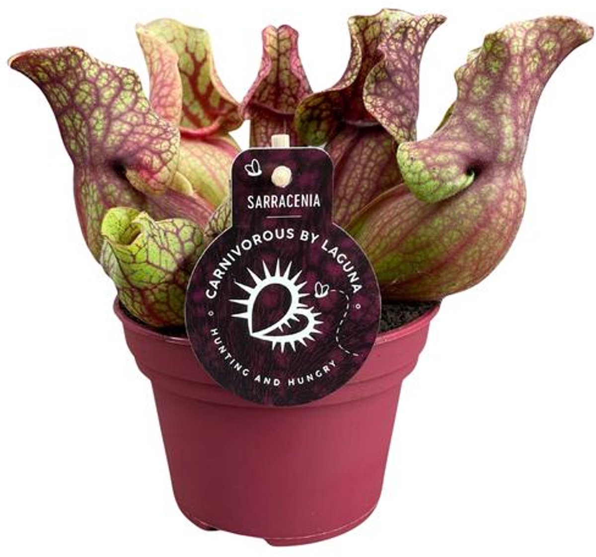 Sarracenia Venosa - Ø12cm - 20cm