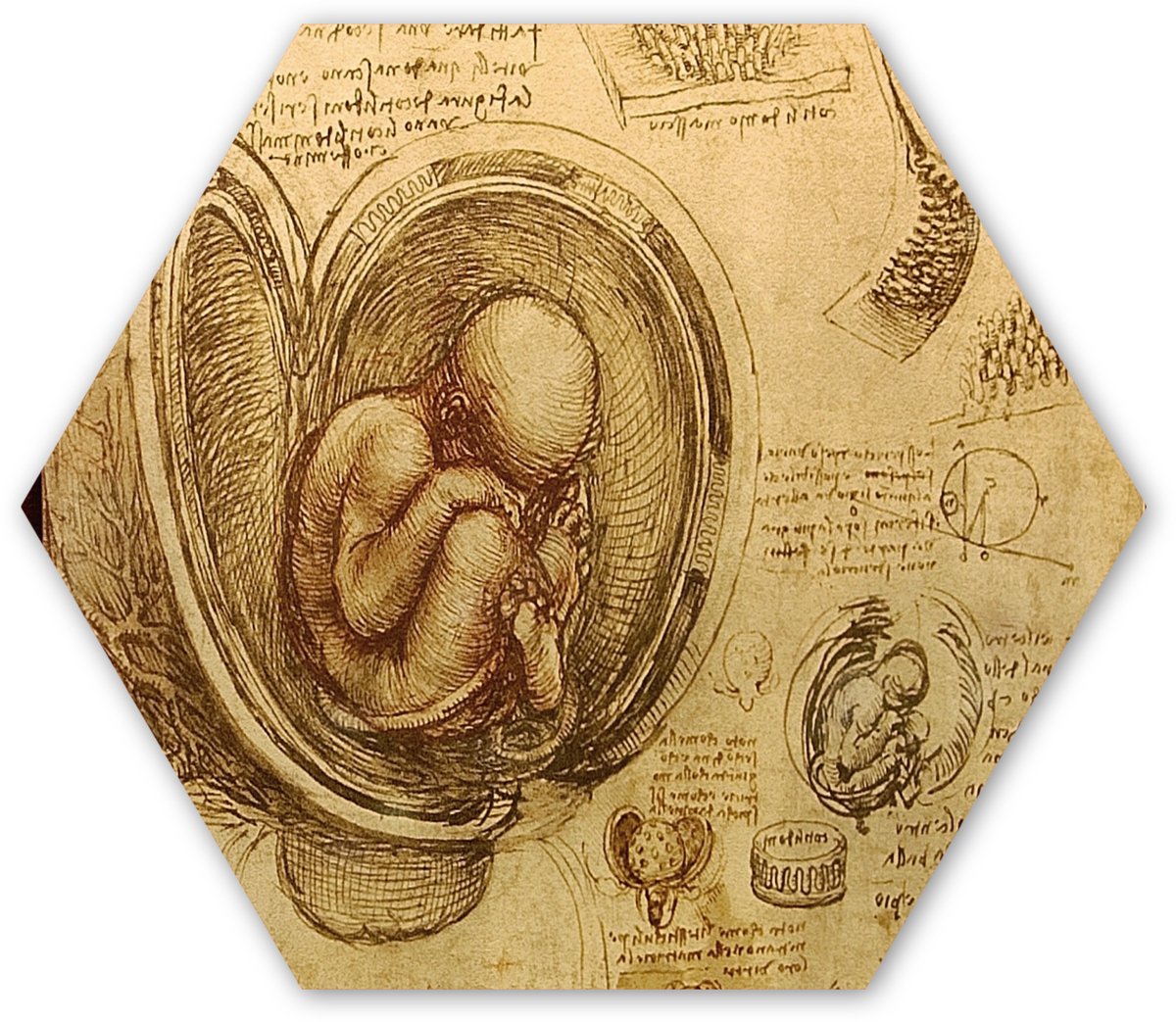 Hexagon wanddecoratie - Kunststof Wanddecoratie - Hexagon Schilderij - Baby in the womb - Leonardo da Vinci - 75x65 cm