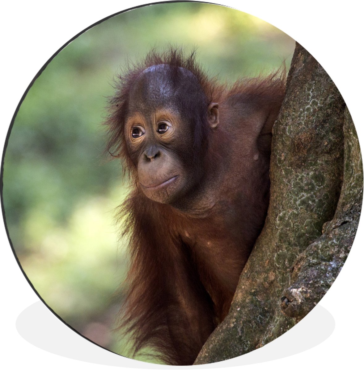 WallCircle - Wandcirkel - Muurcirkel - Baby - Orang oetan - Boom - Aluminium - Dibond - 90x90 cm - Binnen en Buiten