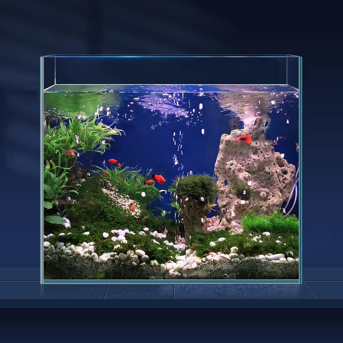 6.5 Gallon Ultra Clear Glass Fish Tank, Randloos Laag Ijzer Aquarium voor Betta/Nano/Goudvis/Slak/Garnalen, Fish Tank & Cover Set & Feeding Ring & Cleaning Tools