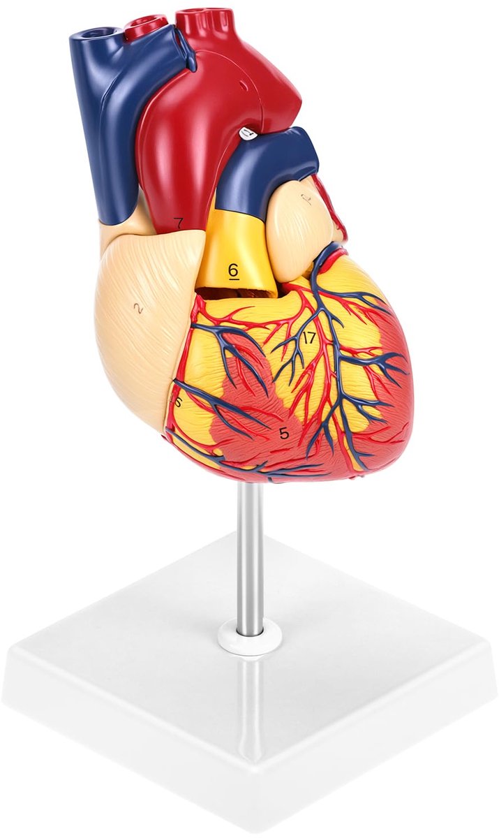 Dailygoods - Levensgroot Menselijk Hart Model voor Anatomie - 2-delige Set met Anatomische Markers