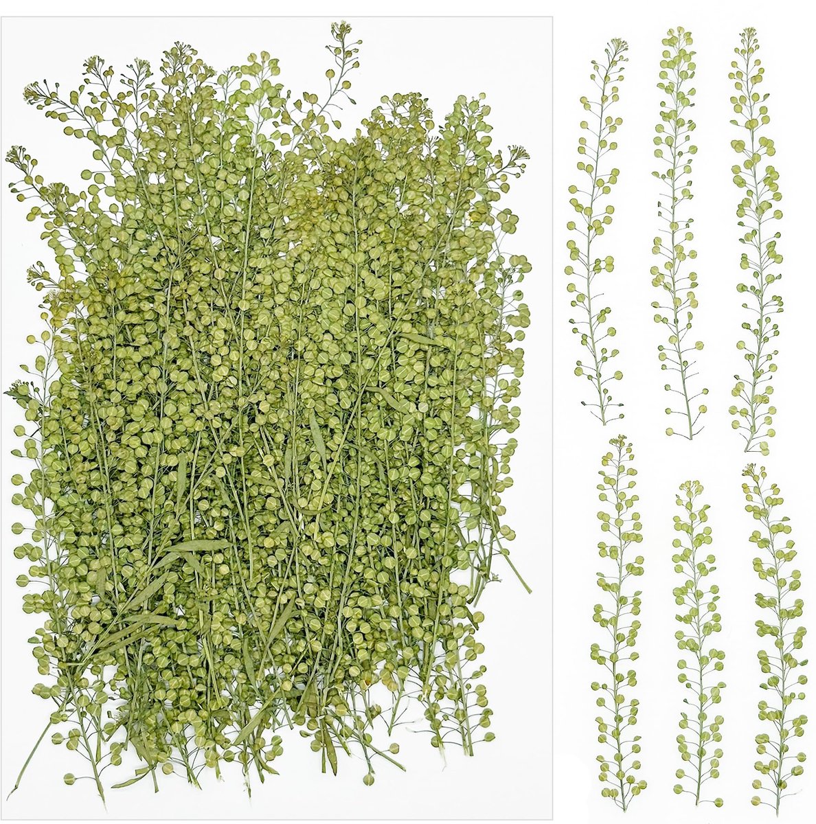 Dailygoods - 100 Stuks Gedroogde Bloemen voor Kunstprojecten en Sieraden