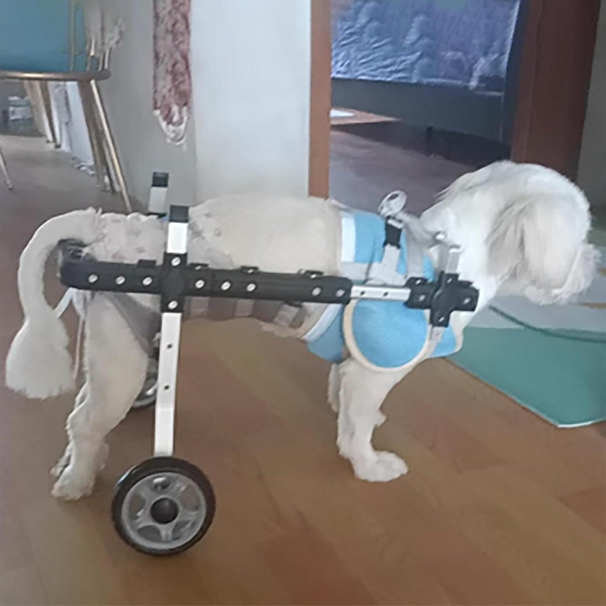 Hondenrolstoel - Hulpmiddel huisdieren - Mobiliteit terugkrijgen - Verstelbaar ontwerp - L - One Color