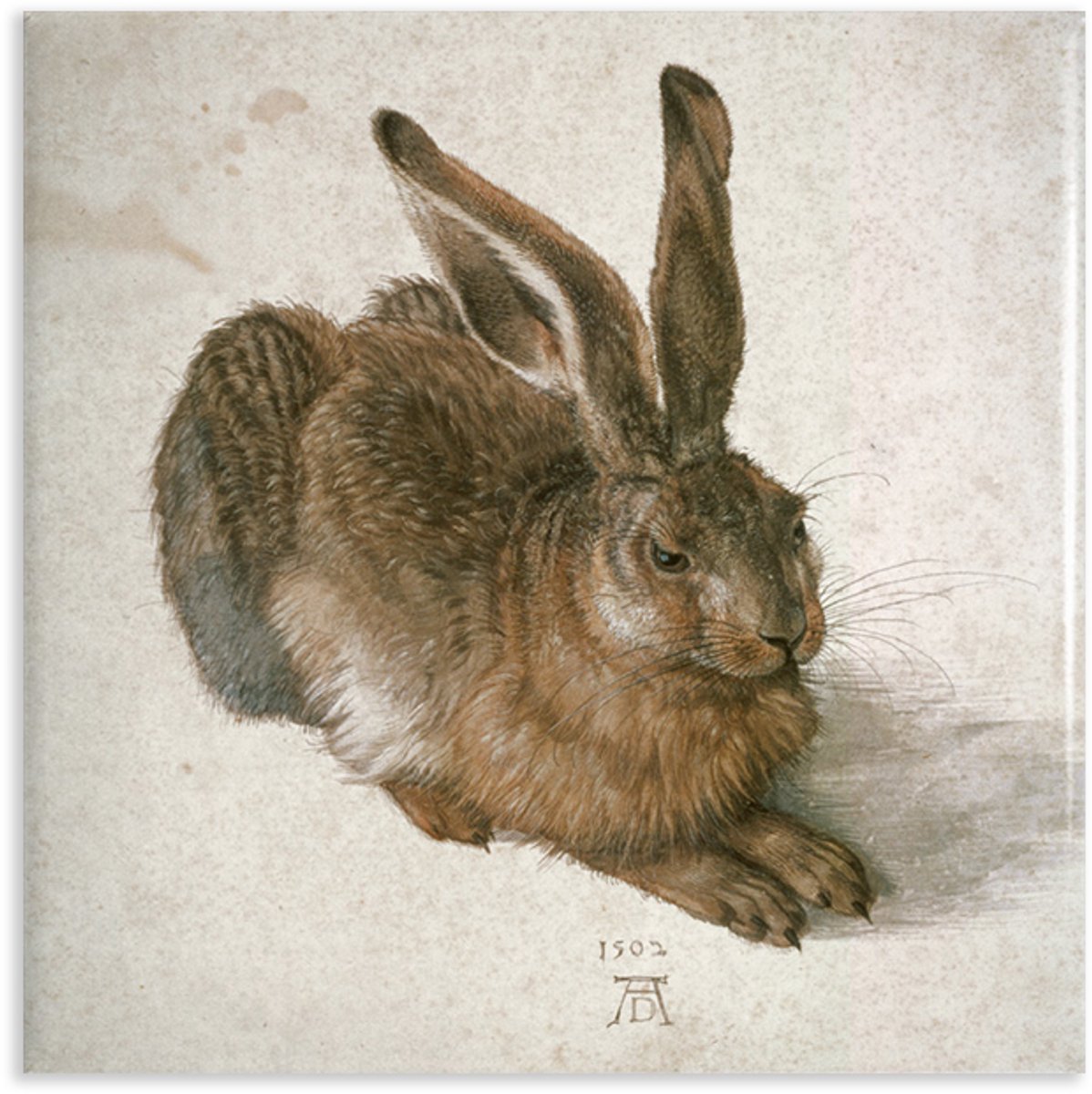 Gallery Magnet - Junger Feldhase - Dürer
