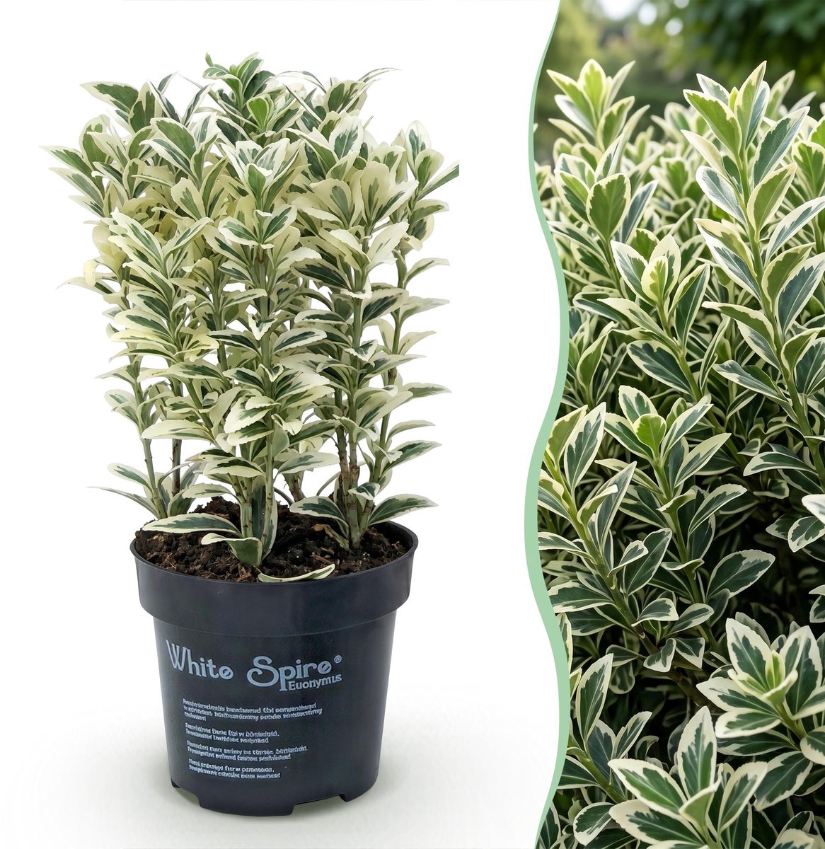 Green boutiQ - 16x Ilex crenata Covenxa - Japanse Hulst - Haagplanten - Groenblijvend - Groen - Pot 9cm - Hoogte 20-30cm