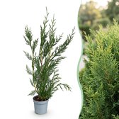 Green boutiQ - 16x Cupressocyparis leylandii 2011 - Leylandii - Haagplanten - Groenblijvend - Groen - Pot 9cm - Hoogte 30-40cm