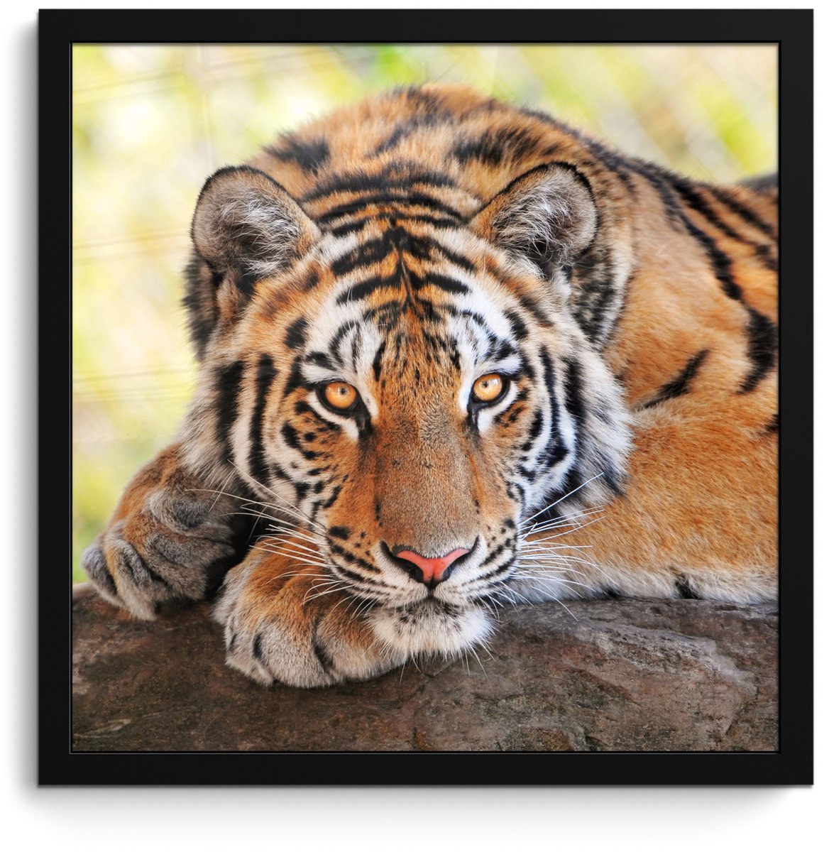 Poster in lijst - Fotolijst 40x40 cm - Posters - Tijger - Pup - Boomstam - Posterlijst zwa