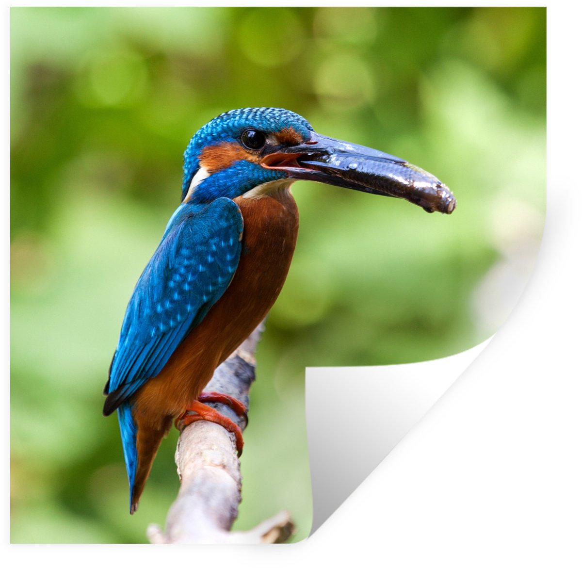 Muurstickers - Sticker Folie - IJsvogel - Vis - Boom - 50x50 cm - Plakfolie - Muurstickers