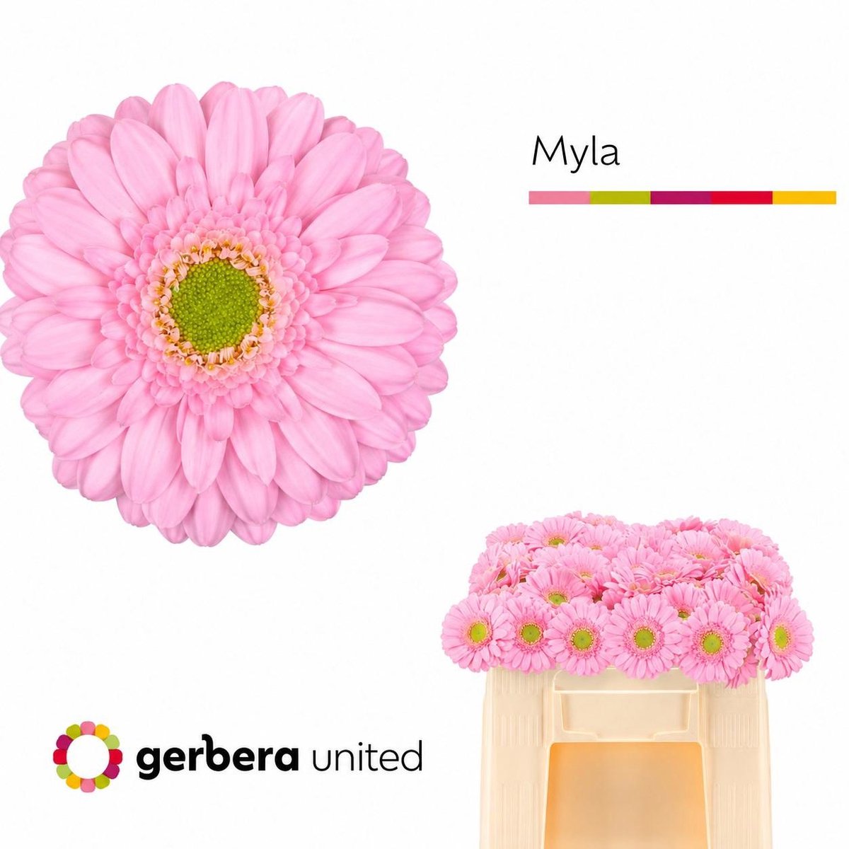 20x Germ.myla 50cm