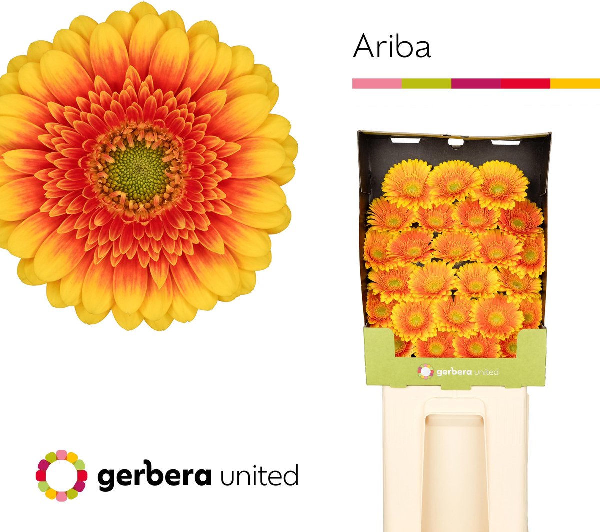 25x Germ.ariba 70cm