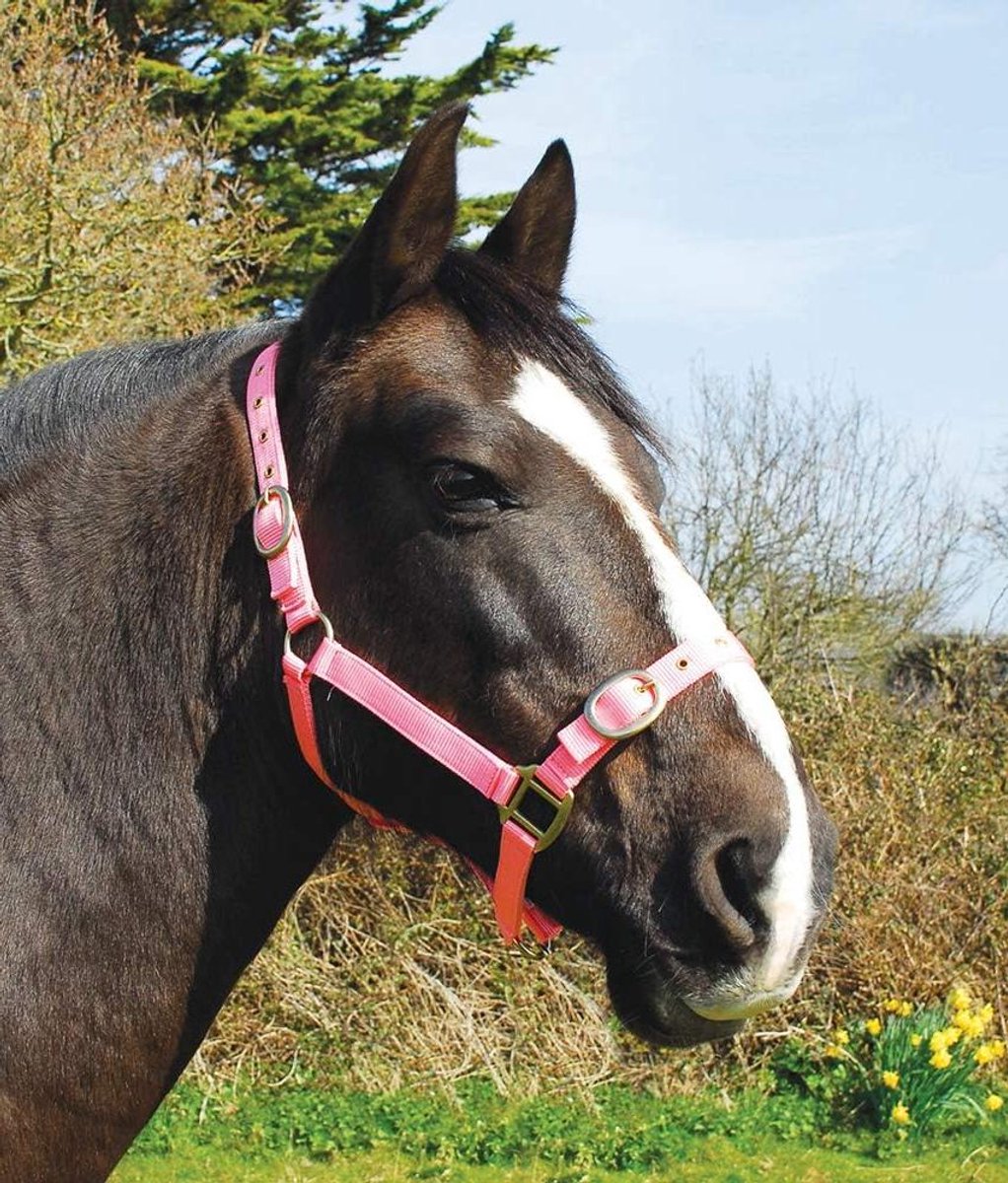 Nylon Halter - Hoofdstel Paard - Paarden Verzorging - Dubbele Laag Nylon - Shetland Maat - Roze
