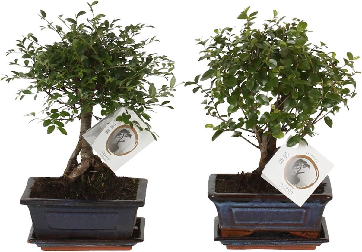 Bonsai Bomen - Kamerplanten Set - Oosterse Sfeer - Direct Van Kweker - 2 Stuks - Groen