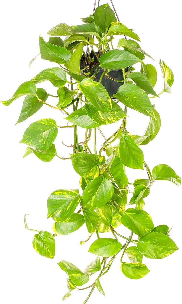 Aureum - Duivelskimop | Hangplant voor huis kantoor 15 cm